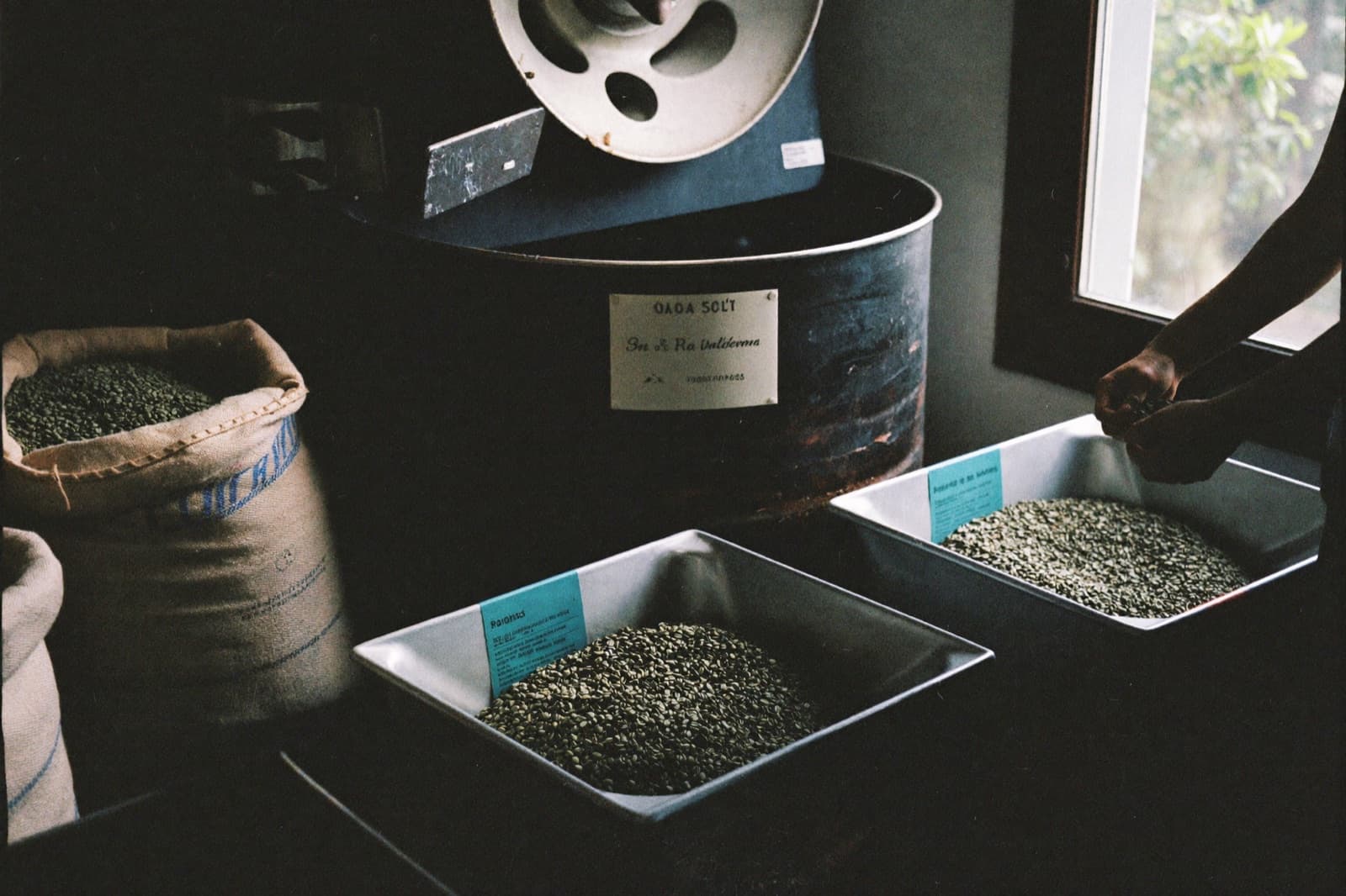 Green coffee beans in labeled trays beside a roaster on a small production floor